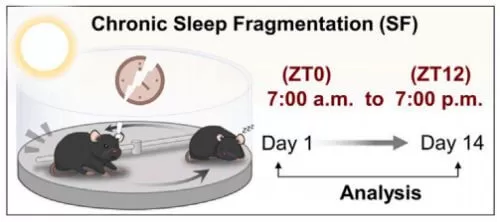 Acetate Enables Metabolic Fitness And Cognitive Performance During Sleep Disruption figure 1